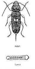 House Longhorn Beetle - the grub and the adult insect. It is a very fast eater!