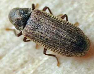 The adult woodworm - the enemy of wood in houses and the forest floor converter of dead timber