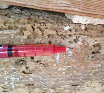 Death Watch Beetle eaten wood - note the ragged tunnels